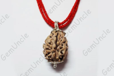 2 Mukhi Rudraksha Himalaya Pendant