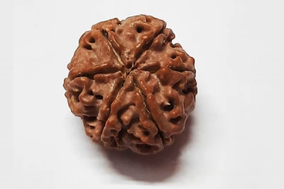 6 Mukhi Rudraksha Nepal