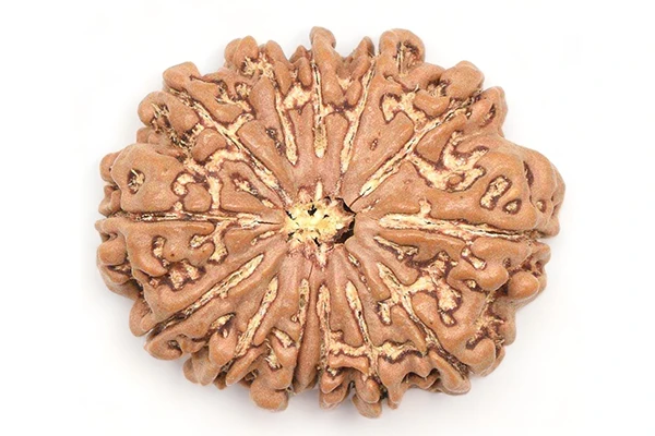 13 Face Rudraksha