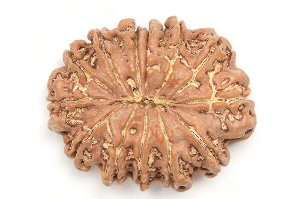 13 Mukhi Rudraksha