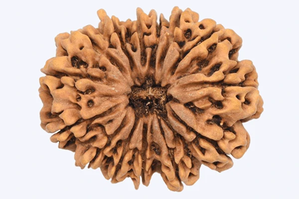 14 Face Rudraksha