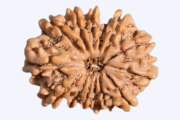 14 Mukhi Rudraksha