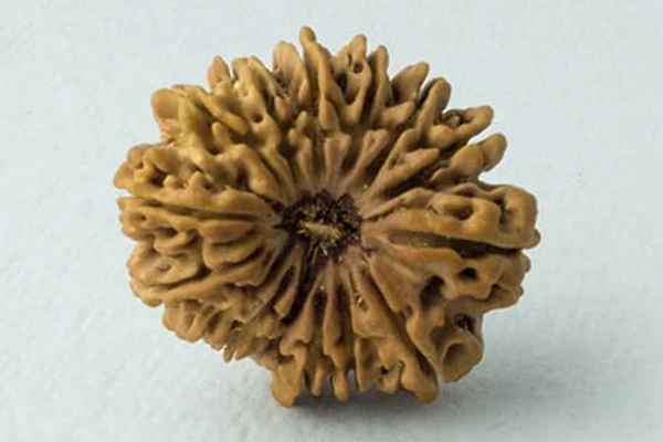 15 Mukhi Rudraksha