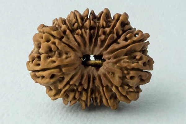 16 Mukhi Rudraksha Pendant