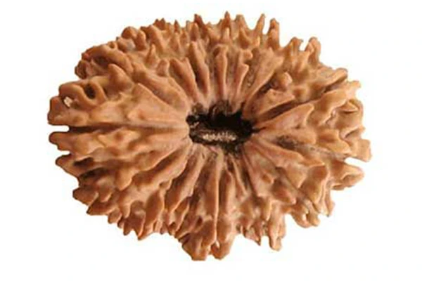 16 Mukhi Rudraksha