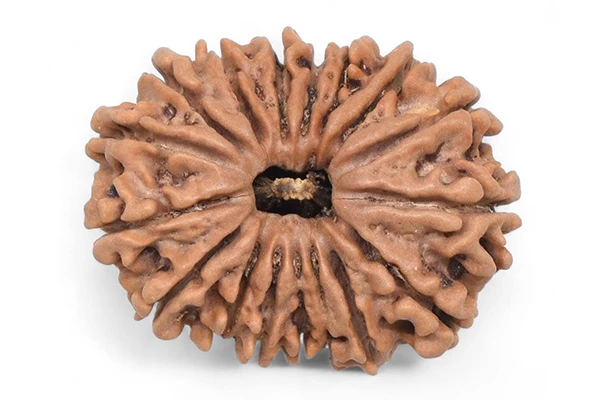 17 Mukhi Rudraksha