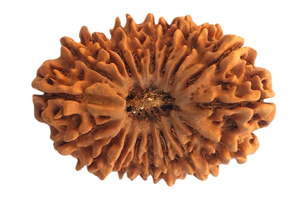 18 Mukhi Rudraksha