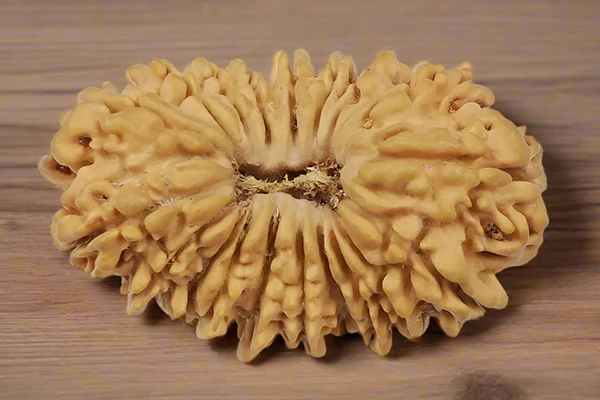 19 Mukhi Rudraksha Pandent