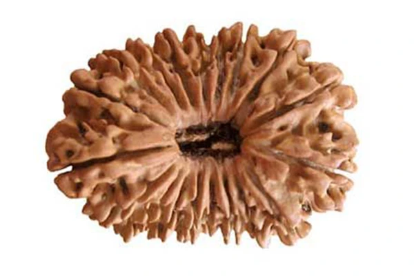 19 Mukhi Rudraksha