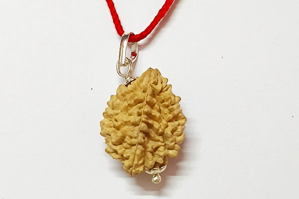 2 Face Rudraksha