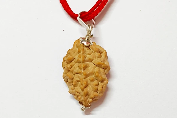 2 Mukhi Rudraksha South India Pendant