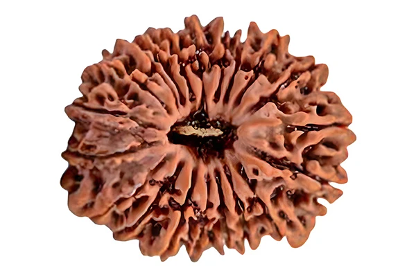 20 Mukhi Rudraksha Pandent