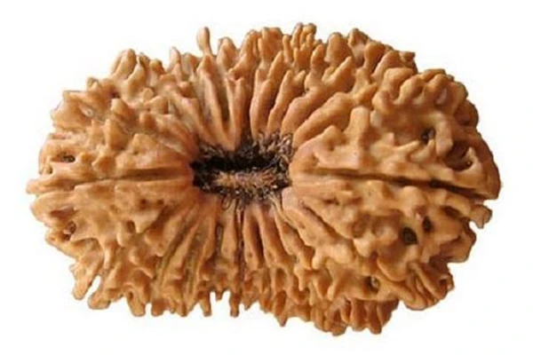 20 Mukhi Rudraksha