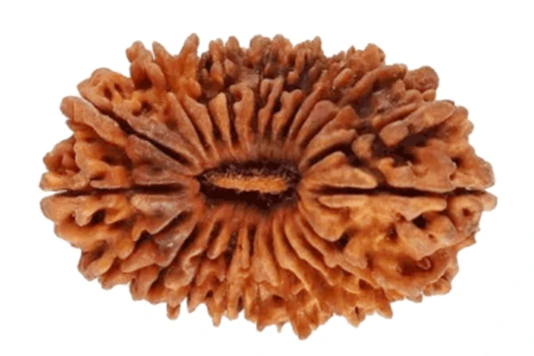 21 Mukhi Rudraksha Pandent