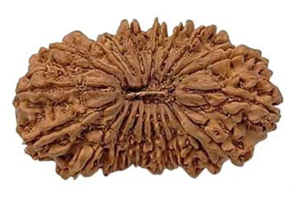 21 Mukhi Rudraksha